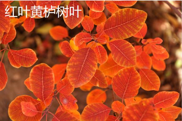 秋天有什么树叶，常见的有枫树叶、冬青树叶等