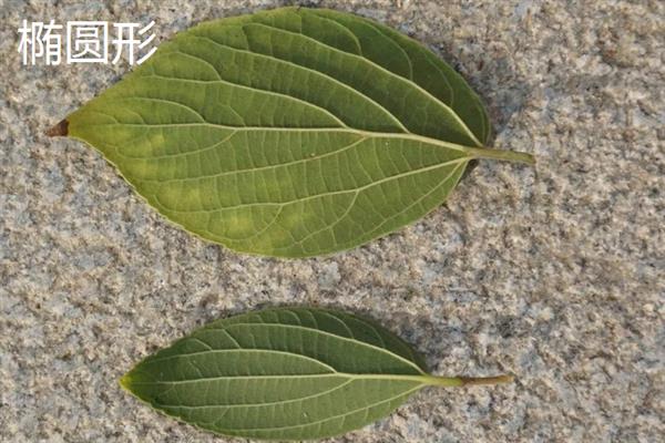 秋天有什么树叶，常见的有枫树叶、冬青树叶等