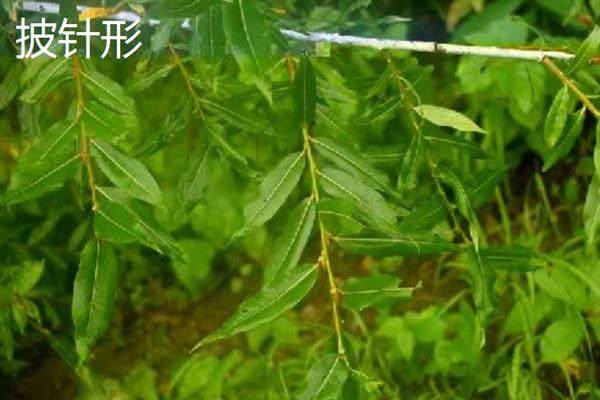 秋天有什么树叶，常见的有枫树叶、冬青树叶等
