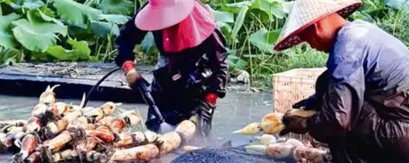 莲藕几月份成熟上市，在九月到十月份之间成熟