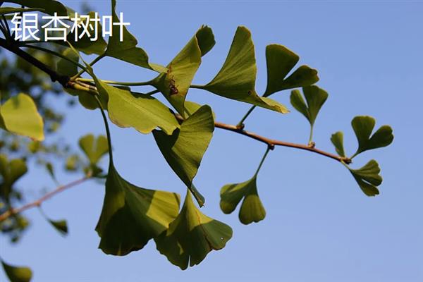 秋天有什么树叶，常见的有枫树叶、冬青树叶等
