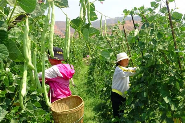 四季豆过多长时间才能采收，种植后经过80-90天左右就能收获