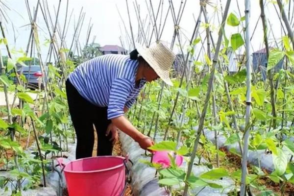 四季豆过多长时间才能采收，种植后经过80-90天左右就能收获