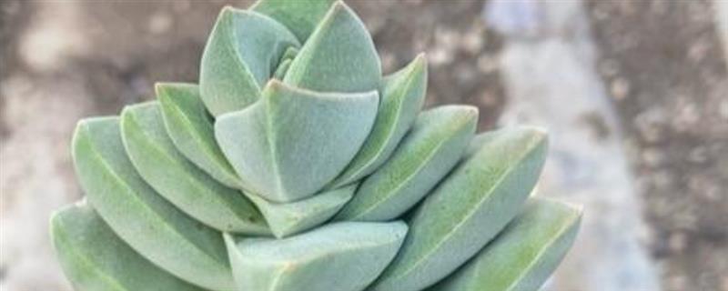 纪之川多肉的养殖方法，生长季节每个月追施一次薄肥