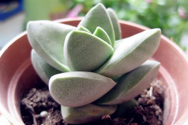 纪之川多肉的养殖方法，生长季节每个月追施一次薄肥