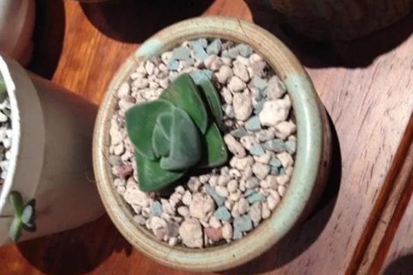 纪之川多肉的养殖方法，生长季节每个月追施一次薄肥