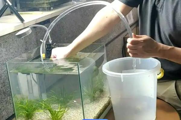 适合新手养的鱼有哪些，常见的有金鱼、孔雀鱼等