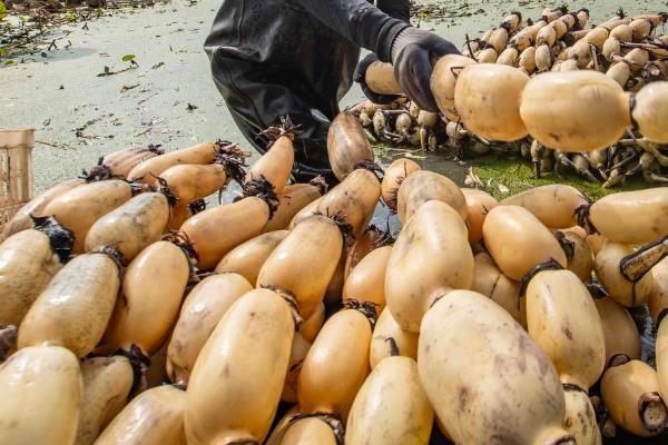 莲藕几月份成熟上市，在九月到十月份之间成熟