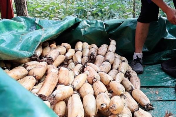莲藕几月份成熟上市，在九月到十月份之间成熟