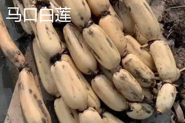 莲藕几月份成熟上市，在九月到十月份之间成熟