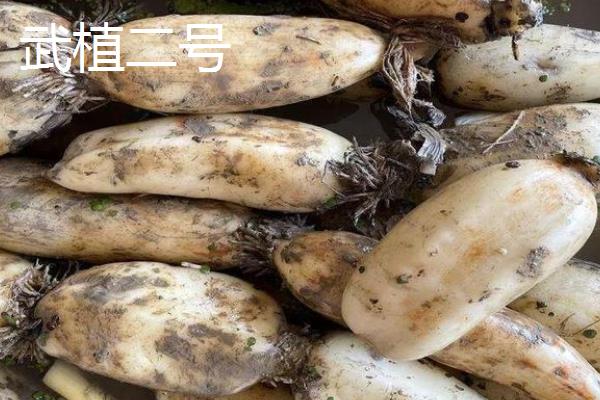 莲藕几月份成熟上市，在九月到十月份之间成熟