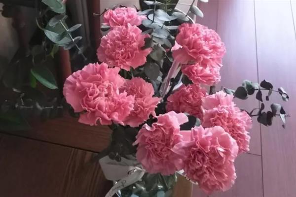 康乃馨的价格，一朵需要2-15元左右