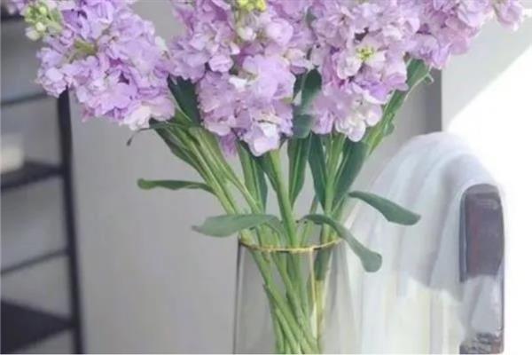 紫罗兰鲜切花可以养多久，细心养护能维持20天左右