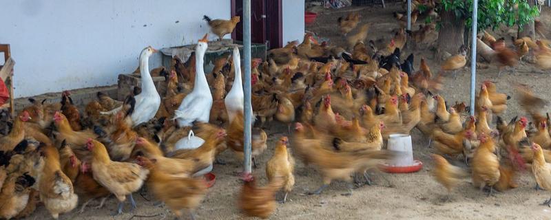 农村发展养殖业的制约因素，有以下4个