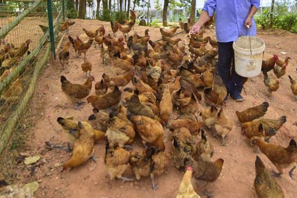 农村发展养殖业的制约因素，有以下4个