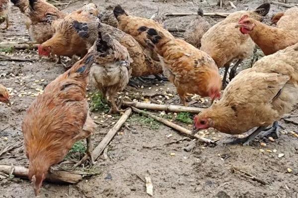 农村发展养殖业的制约因素，有以下4个