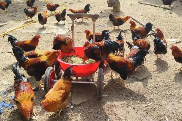 农村发展养殖业的制约因素，有以下4个