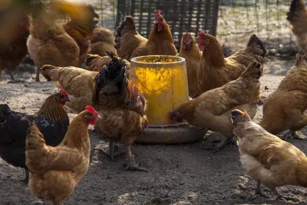 农村发展养殖业的制约因素，有以下4个