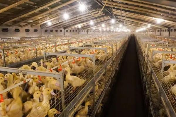 农村发展养殖业的制约因素，有以下4个