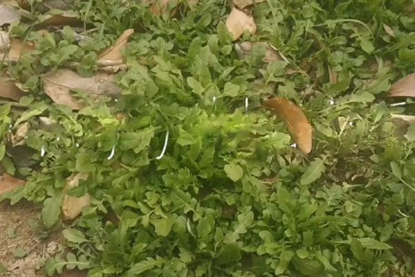 荠菜是哪种蔬菜，属于一种一年生草本植物
