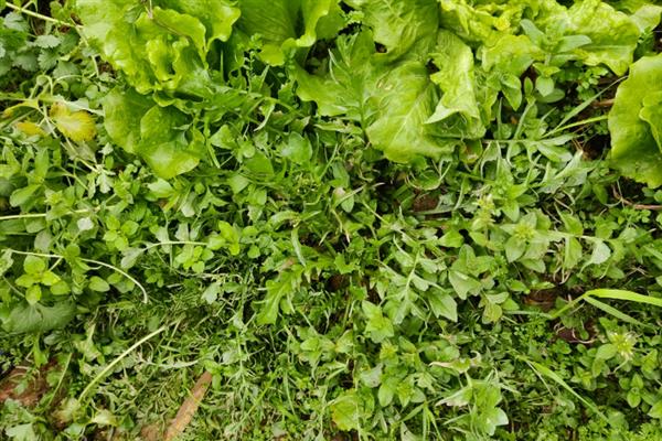 荠菜是哪种蔬菜，属于一种一年生草本植物