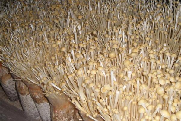 金针菇出菇期怎么管理水分，掌握以下4点有助于子实体生长