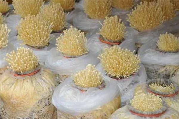 金针菇出菇期怎么管理水分，掌握以下4点有助于子实体生长