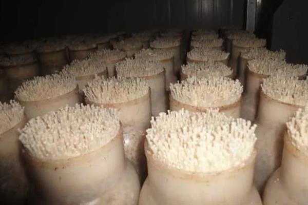 金针菇出菇期怎么管理水分，掌握以下4点有助于子实体生长