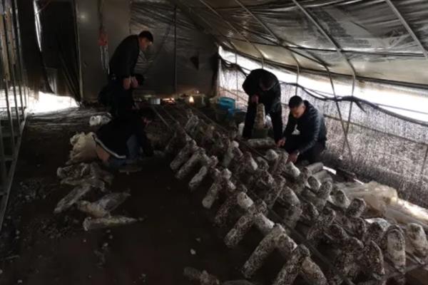 金针菇出菇期怎么管理水分，掌握以下4点有助于子实体生长