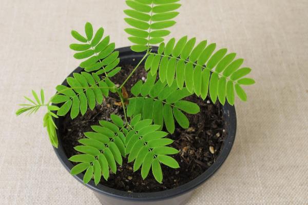含羞草不可放在家中的原因，会导致脱发、小孩误食等