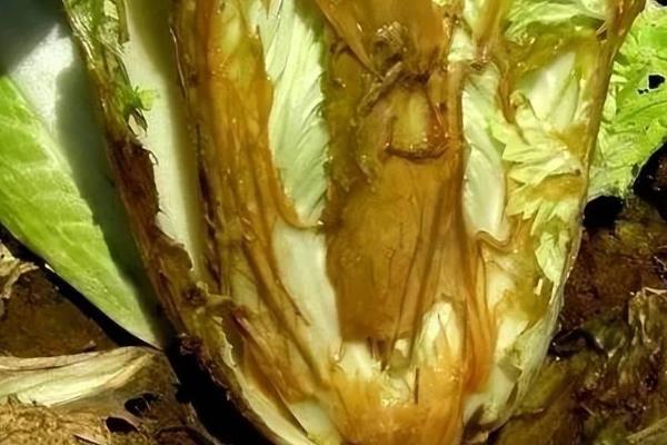 青菜的常见的病害，根肿病、白粉病、炭疽病等病害均容易发生