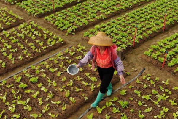 青菜的常见的病害，根肿病、白粉病、炭疽病等病害均容易发生