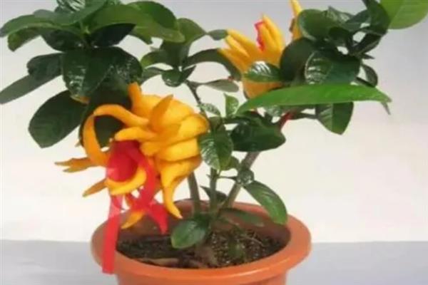 如何让盆栽佛手结果，开花前每个月追施一次尿素