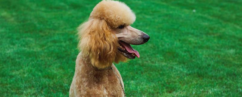 贵宾犬好不好养吗，属于比较好养的犬类