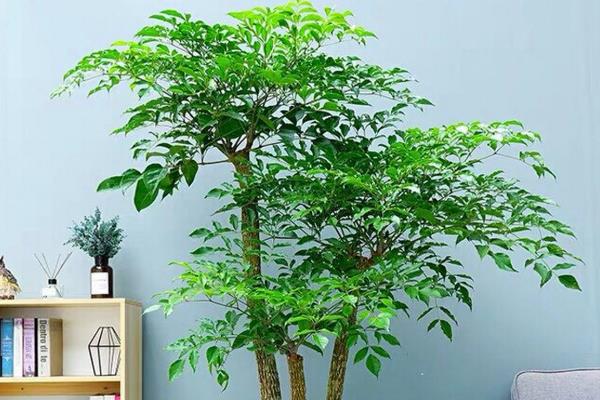 幸福树的叶子为何一碰就掉，大多是光照过弱、温度过高、土壤积水等因素造成