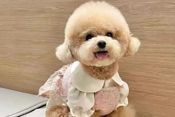 贵宾犬好不好养吗，属于比较好养的犬类