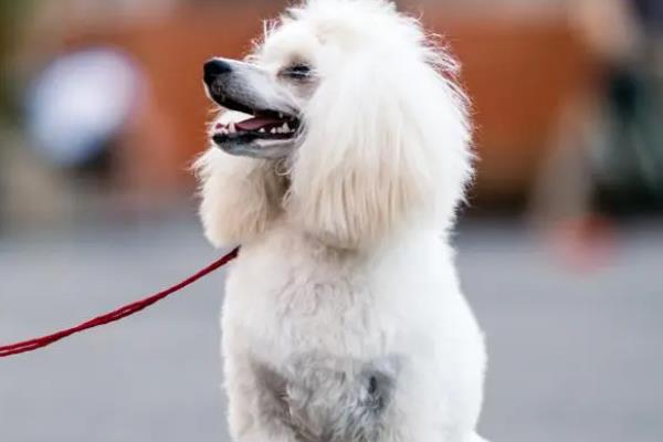 贵宾犬好不好养吗，属于比较好养的犬类