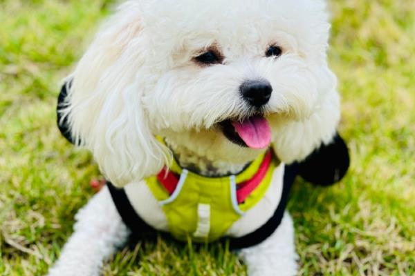 贵宾犬好不好养吗，属于比较好养的犬类