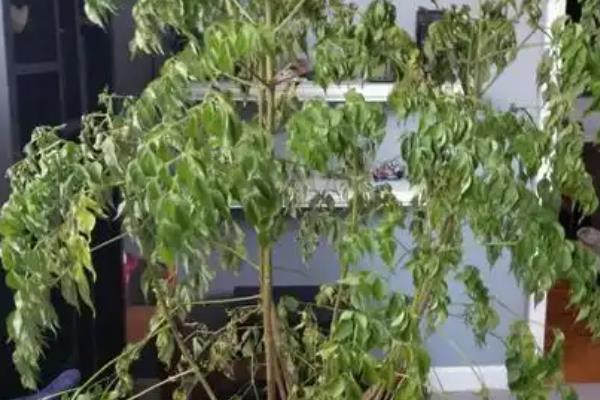幸福树的叶子为何一碰就掉，大多是光照过弱、温度过高、土壤积水等因素造成