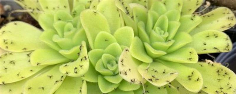 吃蚊子有哪些植物，常见的有捕虫堇、捕蝇草等