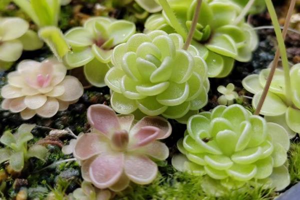 吃蚊子有哪些植物，常见的有捕虫堇、捕蝇草等