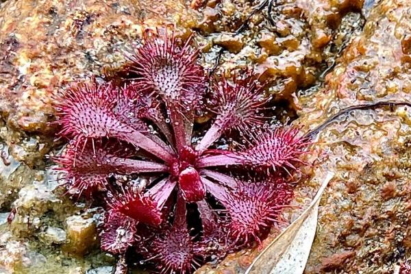 吃蚊子有哪些植物，常见的有捕虫堇、捕蝇草等