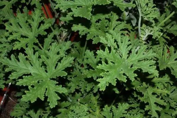 吃蚊子有哪些植物，常见的有捕虫堇、捕蝇草等
