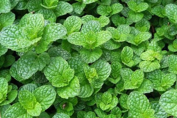 吃蚊子有哪些植物，常见的有捕虫堇、捕蝇草等