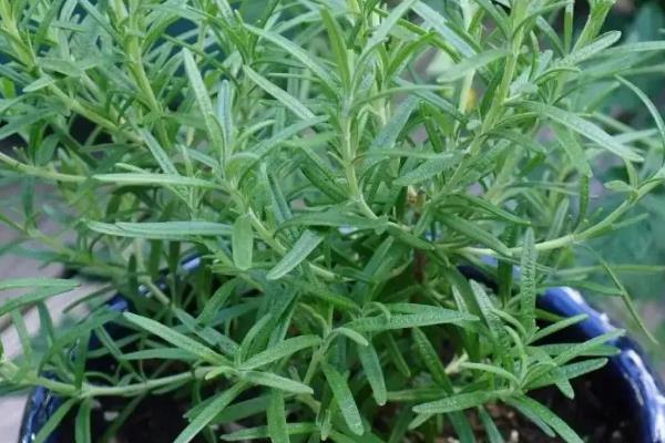 吃蚊子有哪些植物，常见的有捕虫堇、捕蝇草等
