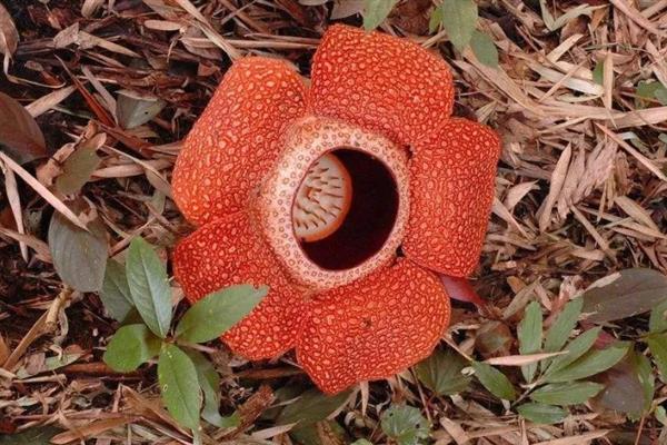 食人花的外观，花型像日轮、花瓣很厚实