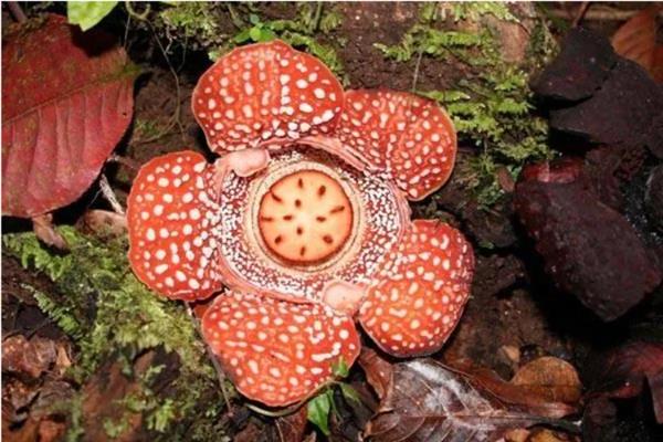食人花的外观，花型像日轮、花瓣很厚实