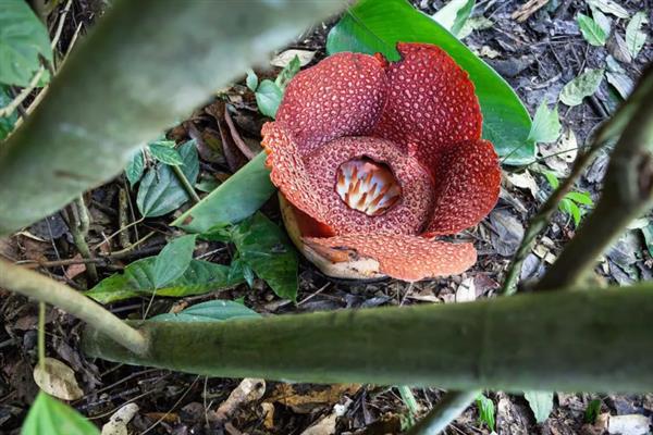 食人花的外观，花型像日轮、花瓣很厚实