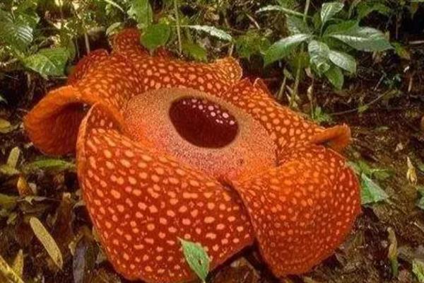 食人花的外观，花型像日轮、花瓣很厚实