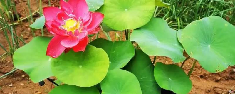 盆栽荷花如何种植，可播种种植也可种藕种植